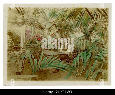 Belle photo Edwardienne originale teintée ou de couleur main de jardinier de tête portant un gilet de costume et une casquette plate, assis dans une grande maison de campagne véranda entourée de plantes tropicales - palmiers vers 1910, Royaume-Uni Banque D'Images