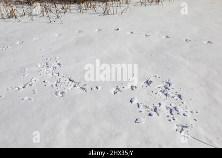 La grue du Canada, Antigone canadensis, suit où un oiseau a dansé dans la neige sur le lac Hall, réserve biologique d'Ott, comté de Calhoun, Michigan, États-Unis Banque D'Images