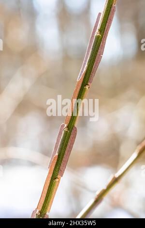 Euonymus ailé, Euonymus alatus, arbuste envahissant dans la réserve biologique de l'Ott, comté de Calhoun, Michigan, États-Unis Banque D'Images