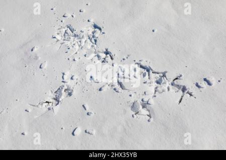 La grue du Canada, Antigone canadensis, suit où un oiseau a dansé dans la neige sur le lac Hall, réserve biologique d'Ott, comté de Calhoun, Michigan, États-Unis Banque D'Images