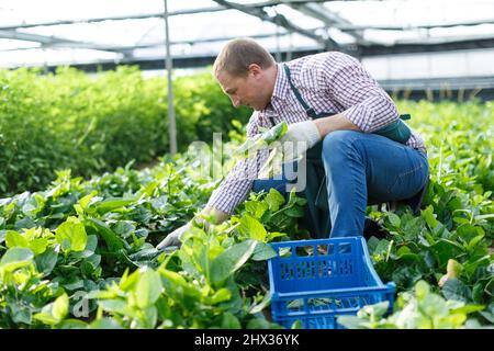 Mâle horticulteur cueillant des épinards Malabar en serre à l'intérieur Banque D'Images