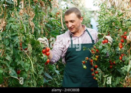 L'employé vérifie la qualité des tomates cerises Banque D'Images