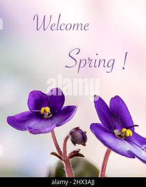 Gros plan de deux fleurs violettes africaines avec fond coloré et texte de bienvenue du printemps Banque D'Images