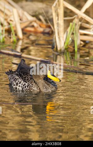 Canard à bec jaune, parc national Kruger Banque D'Images