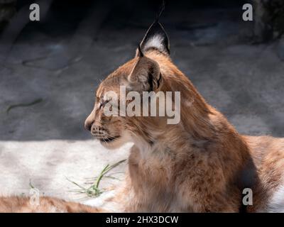 Lynx regarde avec les yeux d'éviction de l'abri. Banque D'Images