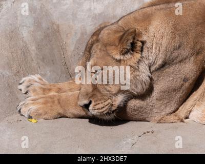 Portrait lionne se dorant dans la chaleur du soleil après le dîner. Banque D'Images