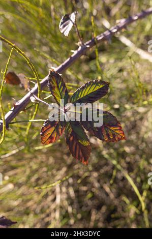 Magnifique arrière-plan naturel défoqué avec des feuilles vertes de premier plan et une herbe floue Banque D'Images