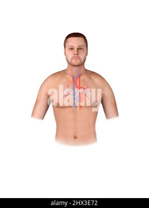 Homme silhouette coeur sain battements 3D modèle de médecine Pulse corps interne technologie innovante moderne rendu illustration 3D rendu Banque D'Images