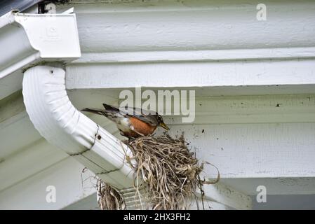 Au printemps, le robin fait nid sur le gouttière Banque D'Images