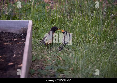 Au printemps, le robin fait nid sur le gouttière Banque D'Images