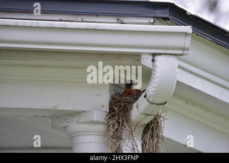 Au printemps, le robin fait nid sur le gouttière Banque D'Images