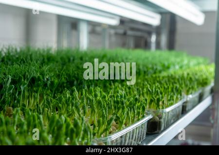 Jeunes pousses juteuses de micro-verdure en gros plan. La croissance des graines en serre. Ferme de micro-verdure. Production de vitamine nutr écologique Banque D'Images
