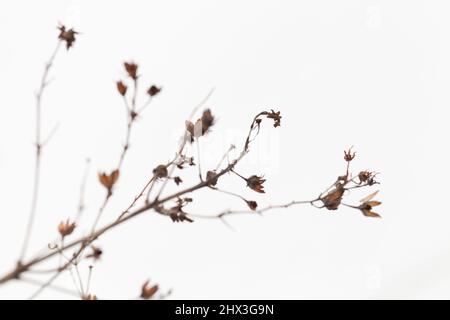 Séchez les fleurs sur de la neige blanche, sur fond naturel d'hiver. Gros plan avec mise au point douce et sélective Banque D'Images