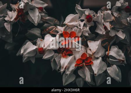 Vue sur le coeur blanc de la plante de vigne clerodendrum thomsoniae. Mise au point sélective. Banque D'Images