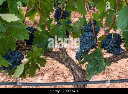 Vignes à la Rioja Espagne cette variété produit des raisins bleu-noir profonds qui font un vin rouge complexe mais corsé Banque D'Images