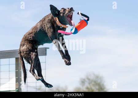 Bruns Labrador Chocolate retriever sauter d'un quai et attraper un jouet Banque D'Images