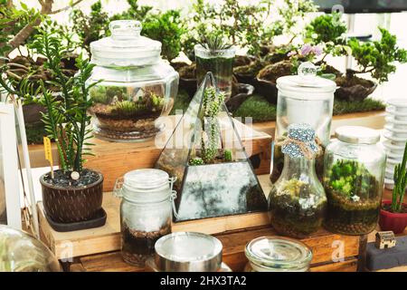 Décoration d'intérieur avec mini-jardin succulent en terrariums en verre. Banque D'Images
