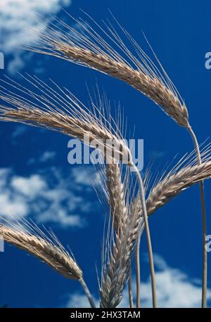 Australie. Agriculture. Gros plan du blé. Banque D'Images