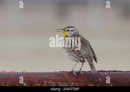 WESTERN Meadowlark, Sturnella neglecta, perchée sur la clôture et chantant Banque D'Images