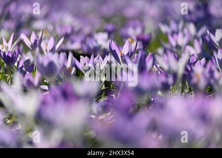 Munich, Allemagne. 09th mars 2022. Crocuses fleurissent dans le parc de Luitpold. Credit: Katrin Requadt/dpa/Alay Live News Banque D'Images