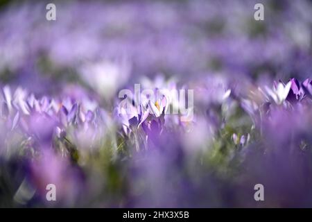 Munich, Allemagne. 09th mars 2022. Crocuses fleurissent dans le parc de Luitpold. Credit: Katrin Requadt/dpa/Alay Live News Banque D'Images