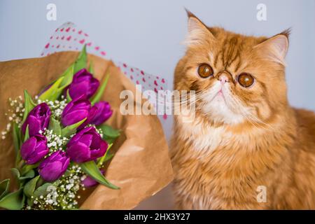 Chat persan rouge drôle avec un bouquet de tulipes violet vif. Carte de vœux Banque D'Images