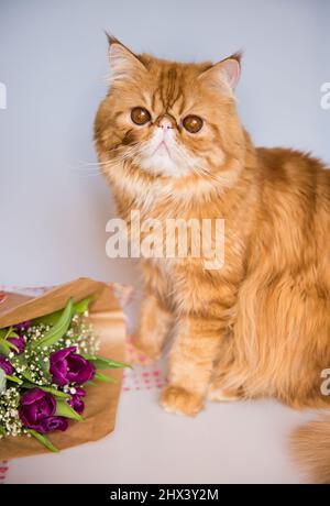 Chat persan rouge drôle avec un bouquet de tulipes violet vif. Carte de vœux Banque D'Images