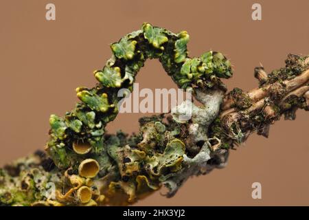 Chenille de la Moth de dentelle de Bruxelles (Cleorodes lichenaria) rampant sur une branche couverte de lichen. Tipperary, Irlande Banque D'Images