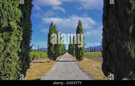 Vue sur le chemin agricole à travers le vignoble avec des vignes et des cyprès méditerranéens (cupressus sempervirens) dans une rangée contre les montagnes et le ciel bleu Banque D'Images