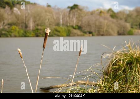 Bulrush ou Cattail poussant en bordure du lac Virginia Water, Windsor Great Park, Surrey, mars 2022 Banque D'Images