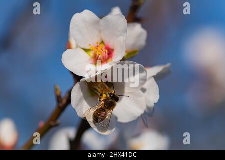 Branche d'amande en fleur de printemps. Lumière tendre, virage artistique, faible profondeur de champ, mise au point sélective douce. Fleurs fleuries à earl Banque D'Images