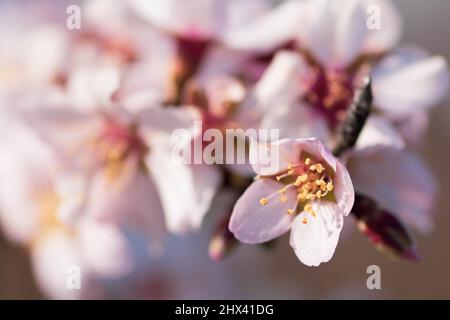 Branche d'amande en fleur de printemps. Lumière tendre, virage artistique, faible profondeur de champ, mise au point sélective douce. Fleurs fleuries à earl Banque D'Images