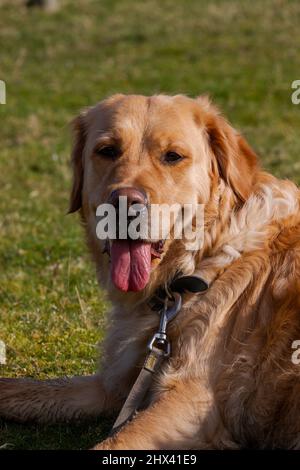 Le chien Golden Retriever s'est assis sur l'herbe dans un champ reposant après une longue marche en panant doucement Banque D'Images