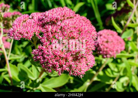 De nombreuses fleurs roses délicates de Sedum ou de grès fleuri fleurissent et des feuilles vertes dans un jardin dans un jardin ensoleillé d'automne, photographie de fond floral texturée Banque D'Images