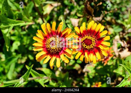 Gros plan de deux belles grandes fleurs de zinnia rouge et jaune en pleine fleur sur fond vert flou, photographiées avec une mise au point douce dans un jardin dans un Banque D'Images