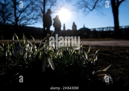 Munich, Allemagne. 09th mars 2022. Le soleil brille sur les chutes de neige en fleurs dans le jardin de la cour. Credit: Sven Hoppe/dpa/Alay Live News Banque D'Images