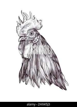 Dessin détaillé d'une tête de coq. Illustration de supports mixtes. Banque D'Images