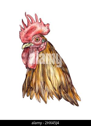 Dessin détaillé d'une tête de coq. Illustration de supports mixtes. Banque D'Images