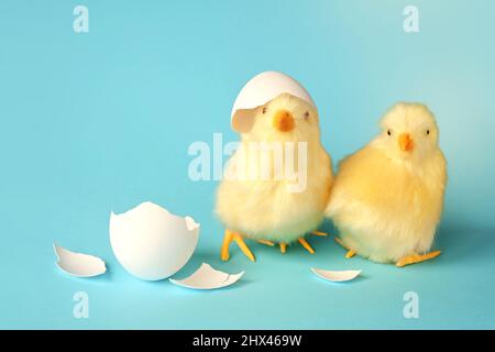 Drôle de poussin nouveau-né avec coquille d'oeuf cassé sur la tête, scène conceptuelle vient de naître. Banque D'Images