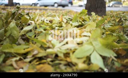 Gros plan sur les jambes d'un homme qui donne des coups de pied aux feuilles d'automne dans le parc.feuilles jaunes fléchées par la jambe d'un homme dans les baskets. Banque D'Images