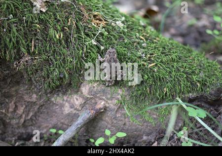 Image macro d'un crapaud de fleur grimpant sur les racines couvertes de mousse d'un grand arbre dans la forêt. Banque D'Images