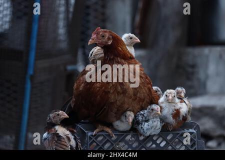 Un Hen le protégeant est poussin sous les ailes dans la cage d'oiseau dans un crépuscule de soirée Banque D'Images