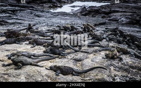 Iguanas marins sur l'île Fernandina, Galapagos, Équateur Banque D'Images