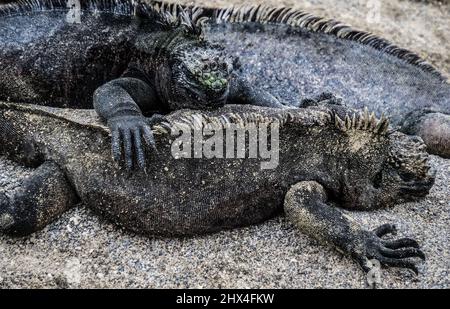 Iguanas marins sur l'île Fernandina, Galapagos, Équateur Banque D'Images
