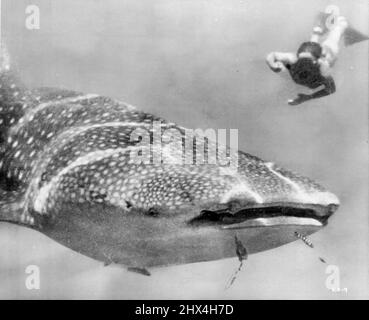 Ce requin-baleine de 40 pieds, rencontré dans la mer Rouge, a permis à Hass et à sa femme de s'asseoir ensemble sur son dos. Le requin-baleine, contrairement à de nombreux autres monstres que Hass a rencontrés, n'est pas un homme-mangeur. 25 février 1953. Banque D'Images