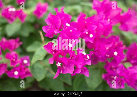 Bougainvilliers rouges gros plan. Plantes à fleurs tropicales, magnifique fond floral. Banque D'Images