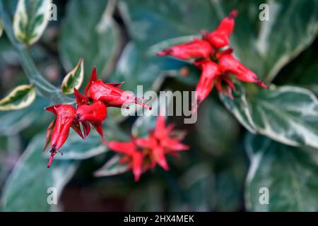 Fleurs de l'épine dorsale du diable (Euphorbia tithymaloides ou Pedilanthus tithymaloides) Banque D'Images