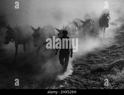 À la fin de la journée : la poussière et la saleté couvrent les mules et les hommes comme ils viennent des champs de blé à la fin d'une journée de travail moissonnant le grain. Ici, une main de ferme sur le ranch de 1 001 hectares de dewey drumheller, à Washington, mène les palets le long d'un chemin poussiéreux vers l'eau. Les moissonneuses-batteuses géantes sont tracées par 27 mules. 20 juillet 1939. (Photo par photo de presse associée). Banque D'Images