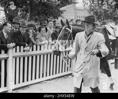 San Domenico parading à Randwick. 07 décembre 1948. Banque D'Images