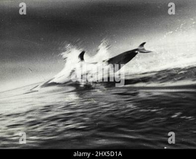 Bondissant et plongeant dans les eaux ensoleillées du golfe d'Hauraki, à Auckland, ce dauphin était l'escorte autonome du sous-marin britannique à travers les derniers exercices de la marine. Les photos rares ci-dessus et en dessous ont été prises de la tour de conning du sous-marin. 25 août 1950. (Photo par The Weekly News). Banque D'Images